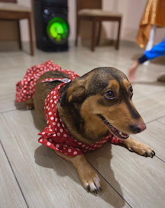 wawapet_198_03-1.jpg